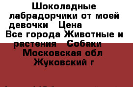 Шоколадные лабрадорчики от моей девочки › Цена ­ 25 000 - Все города Животные и растения » Собаки   . Московская обл.,Жуковский г.